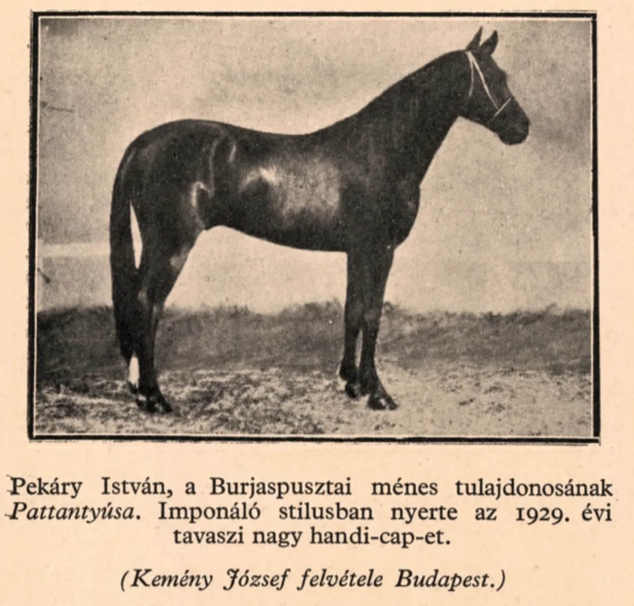 Korbeli újságcikk és kép Pattanytúsról